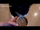 Tuxedo Cat Boots Tries Nature's Variety Pride by Instinct Canned Cat Food - Floppycats