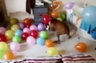Dog Goes Crazy Over Balloons