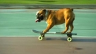 Bulldog carves across Peru's streets on skateboard