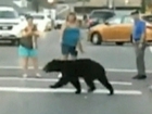 Black bear strolls through Tennessee town