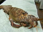 Calif. diver catches 18-pound lobster
