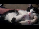 Kitten Can't Control His Feet! Face Kick Fail!