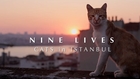 Nine Lives - Cats in Istanbul - TEASER