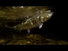 Extreme fishing: trout with a fly at night. Underwater action camera. Рыбалка: форель на муху ночью.