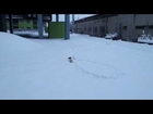 A small dog plowing through snow