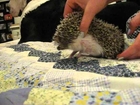 How to trim an aggressive hedgehog's nails