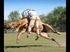 funny horse riding pictures