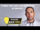 Why Your Dog Isn’t Sleeping At Night — 4 Things That Cause Sleep Deprivations