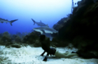 Record Holding Freedivers Explore Ocean Depths