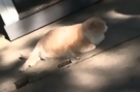 Fat Cat's Social Media Status Kept Him from Shelter