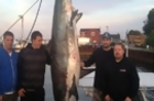 600-pound Thresher Shark Caught off of New Hampshire Coast