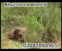 Wild Boar Attacks 2 People in Pakistan, 1 Killed other Looses His Arm