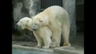 Polar Bears Going All The Way