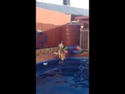 Bob the Beagle shows off his dog paddle style