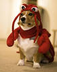 It's Friday, So Here Are 29 Lobster Dogs