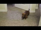 The Best DIY Dog's Treats !!!!