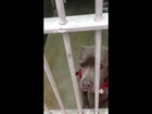 Sweet pitbull Am staffordshire needs rescue California