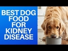 🐕 Best Dog Food For Kidney Disease
