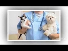 Pets First Animal Hospital – dedicated team of Veterinarian in Cape Coral, FL