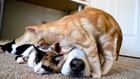 A Dog Sleeps with His Kittens