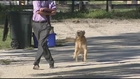 Pack of loose dogs attack TV news reporter in Florida