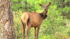 Two Cars Crash After Elk Gives Birth on the Street