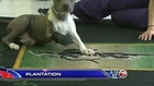 Rescued Puppy Receives Prosthetic Paw