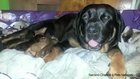 Dog Is Foster Mom to Puppies Rescued From Oklahoma Tornadoes