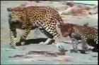 Leopard Fighting with Snake.flv
