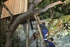How to Build a Tree House or Tree Fort