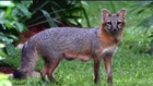 Boynton Beach, Fla. residents concerned about aggressive foxes
